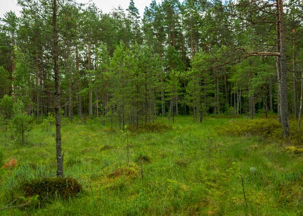 Groen Moeraslandschap Met Moerasdennen Typische Vegetatie Zomertijd — Stockfoto