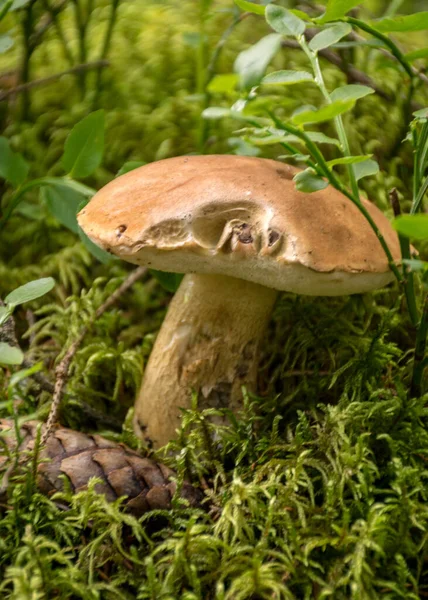 Svamp Skog Bakgrund Skörd Tid Svamp Samling Skog Sommaren — Stockfoto