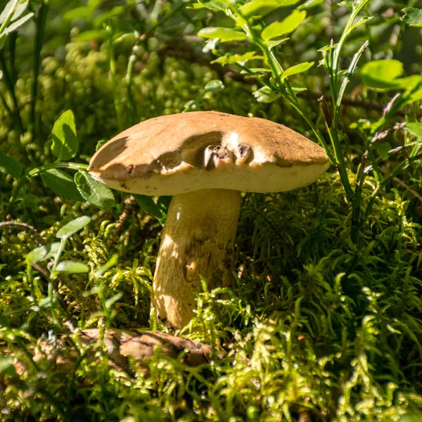 Pilz Auf Waldhintergrund Erntezeit Pilzesammlung Wald Sommer — Stockfoto