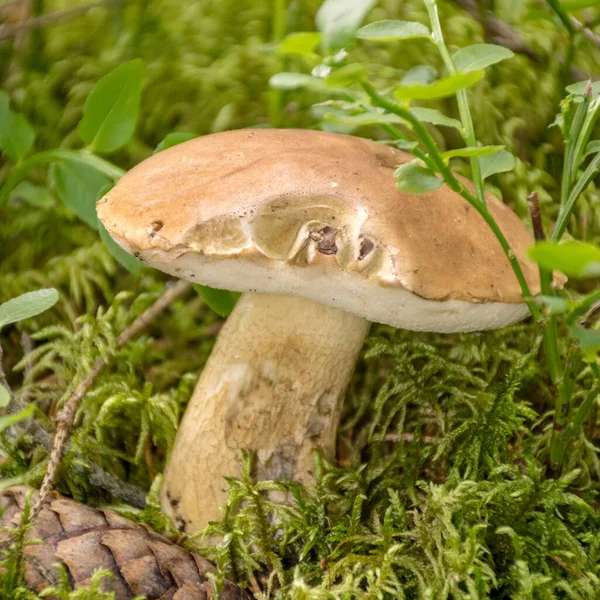 Svamp Skog Bakgrund Skörd Tid Svamp Samling Skog Sommaren — Stockfoto