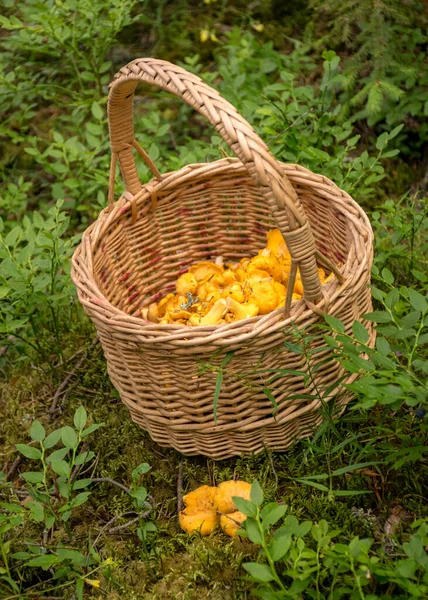 Wicker Svamp Korg Bakgrunden Skogsvegetation Gula Kantareller Korgen Svamp Samlingstid — Stockfoto