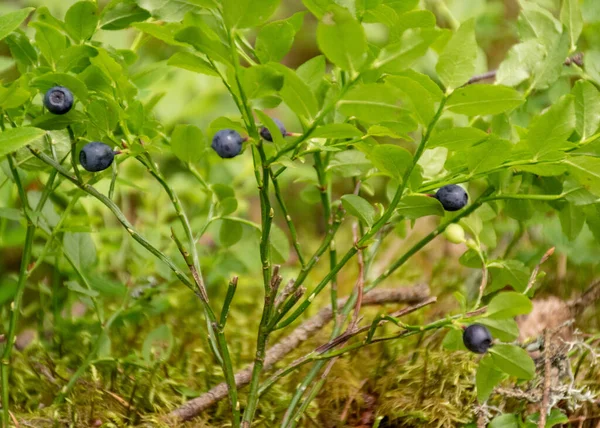 Tufișuri Afine Fundalul Vegetației Forestiere Afine Albastre Timp Culegere Boabelor — Fotografie, imagine de stoc