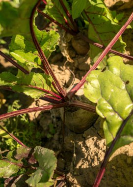 Hasat zamanı, bahçede kırmızı pancar resmi, kırsalda yaz.