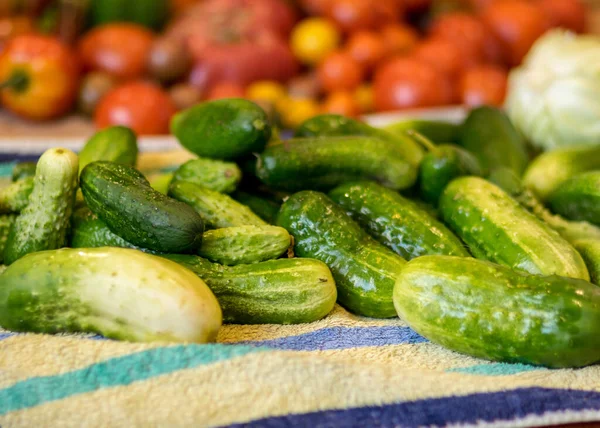 Vários Vegetais Colhidos Campo Lavados Época Colheita Enlatamento Vegetais Verão — Fotografia de Stock