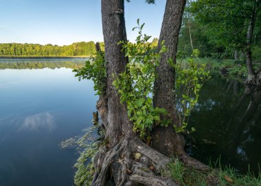 bulutlar berrak ve sakin göl suyunda yansıyor ön planda ağaç siluetleri, göl kıyısında yaz sabahı