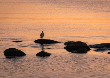 Deniz kenarında turuncu gün batımı, deniz kenarında siyah taş ve kuş siluetleri, yaz akşamı.