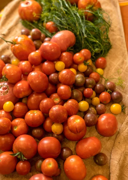Tomatoes Different Shapes Colors Sizes Harvest Time Summer Delicacies — Stock Photo, Image