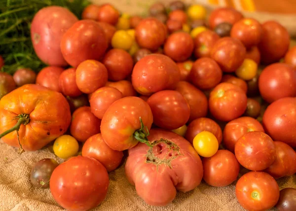 Tomaten Verschiedenen Formen Farben Und Größen Erntezeit Sommerliche Köstlichkeiten — Stockfoto