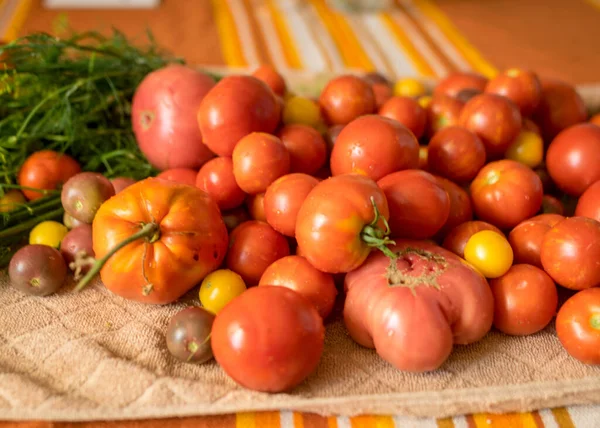 Tomaten Verschiedenen Formen Farben Und Größen Erntezeit Sommerliche Köstlichkeiten — Stockfoto