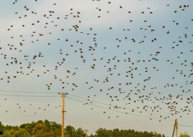Güzel sonbahar manzarası. Uçan küçük göçmen kuşlarla. Göçmen kuşlar, sonbahar.