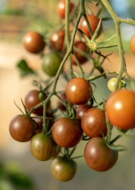 Güzel, sağlıklı ve lezzetli domatesler serada, sonbahar hasat zamanı.