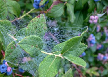 Sabah çiğ tanesinde örümcek ağı, sonbahar sabahı