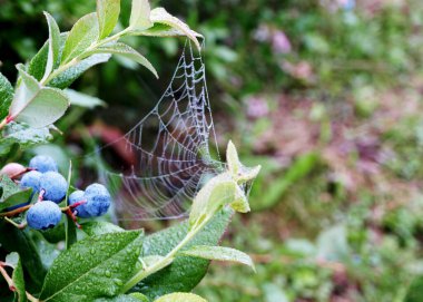 Sabah çiğ tanesinde örümcek ağı, yaban mersini ve yeşil yapraklar, sonbahar sabahı
