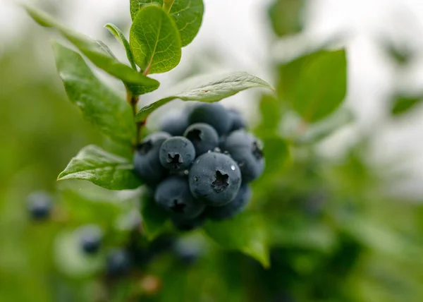 Blueberry Field Close View Juicy Blueberry Berries Harvest Time Autumn — Stock Photo, Image