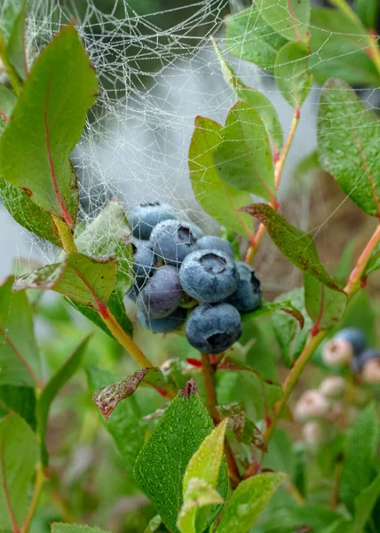 Spider Web Morning Dew Blueberry Berries Green Leaves Autumn Morning — Stock Photo, Image