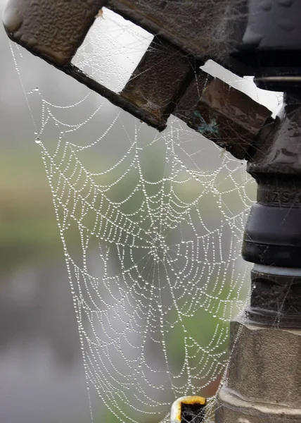 蜘蛛网在晨露中 秋天的早晨 — 图库照片