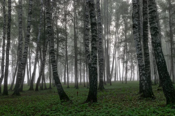 Krajobraz Mgły Gaj Brzozowy Jesienią Rano Rozmazane Sylwetki Drzew Jesień — Zdjęcie stockowe