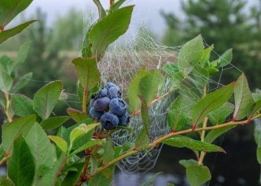 Sabah çiğ tanesinde örümcek ağı, yaban mersini ve yeşil yapraklar, sonbahar sabahı