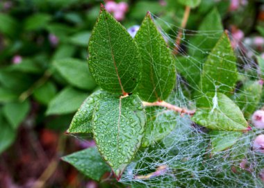 Sabah çiğ tanesinde örümcek ağı, sonbahar sabahı