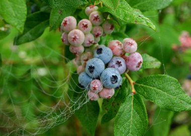Sabah çiğ tanesinde örümcek ağı, yaban mersini ve yeşil yapraklar, sonbahar sabahı