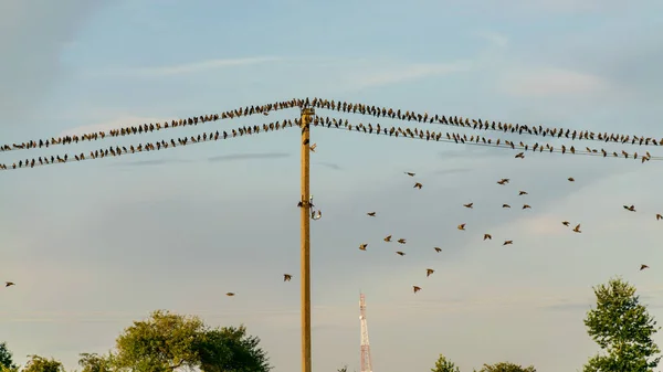 beautiful autumn landscape with electric poles and wires on which sit many small small birds, migratory birds fly away