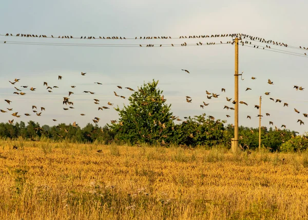 小さな鳥がたくさん座っている電信柱やワイヤーで美しい秋の風景 渡り鳥が飛び立つ — ストック写真