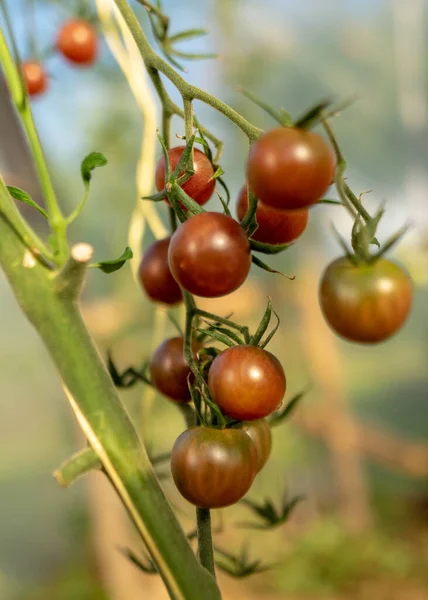 Schöne Gesunde Und Schmackhafte Tomaten Gewächshaus Herbsterntezeit — Stockfoto