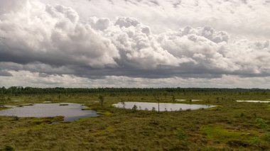 Göz kamaştırıcı bataklık manzaralı manzara. Güzel bulutlar. Bataklıktaki güzel doğa manzarası. Gölet, çam, yosun. Güneşli bir gün. Tipik bir Batı Estonya bataklığı. Nigula Doğa Koruma Alanı