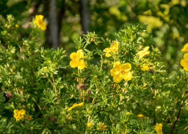 Bahçede güzel sarı çiçekler, yaz zamanı.