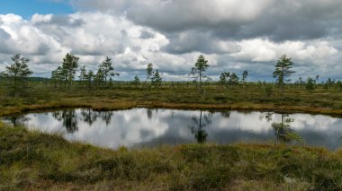Beyaz kümülüs bulutlarının oluşturduğu geleneksel yaz manzarası. Parlak yeşil bataklık çimleri ve küçük bataklık çamları. Nigula bataklığı, Estonya