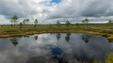 Beyaz kümülüs bulutlarının oluşturduğu geleneksel yaz manzarası. Parlak yeşil bataklık çimleri ve küçük bataklık çamları. Nigula bataklığı, Estonya