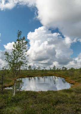 Bataklıktan gelen güneşli yaz manzarası, beyaz kümülüs bulutları karanlık bataklık sularını yansıtıyor. Parlak yeşil bataklık çimenleri ve gölün kıyısında küçük bataklık çamları. Nigula bataklığı, Estonya