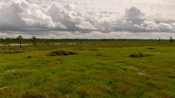 Geleneksel bataklık manzarası bir yaz günü, bataklık bitkisi, rüzgarlı hava, Nigula Doğa Rezervi, Estonya
