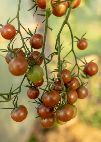 Schöne Gesunde Und Schmackhafte Tomaten Gewächshaus Herbsterntezeit — Stockfoto