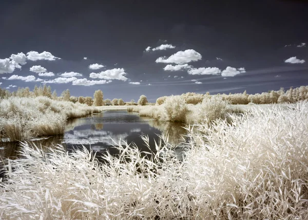 sunny summer landscape, infrared photo snowy tree amazing nature lake reflection, unusual surreal view, infrared photography