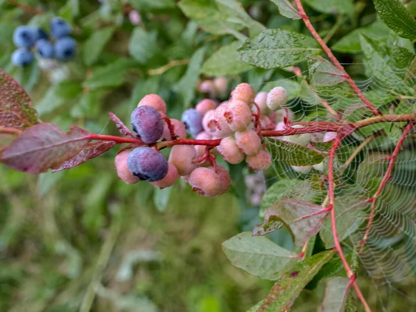 Spider Web Morning Dew Blueberry Berries Green Leaves Autumn Morning — Stock Photo, Image