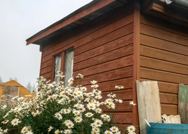 Dimma Landskap Enkel Trä Trädgård Hus Vacker Blommande Trädgård Hösten — Stockfoto