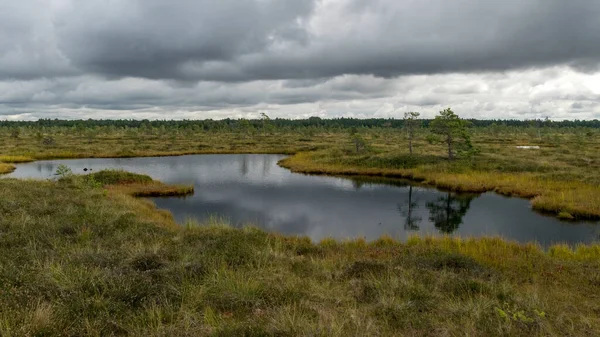 Beyaz kümülüs bulutlarının oluşturduğu geleneksel yaz manzarası. Parlak yeşil bataklık çimleri ve küçük bataklık çamları. Nigula bataklığı, Estonya
