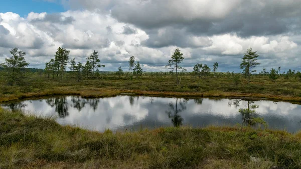 Beyaz kümülüs bulutlarının oluşturduğu geleneksel yaz manzarası. Parlak yeşil bataklık çimleri ve küçük bataklık çamları. Nigula bataklığı, Estonya