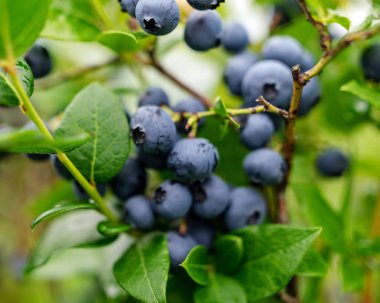 Böğürtlen tarlası, sulu yaban mersinlerinin yakın görüntüsü, hasat zamanı, sonbahar zamanı.