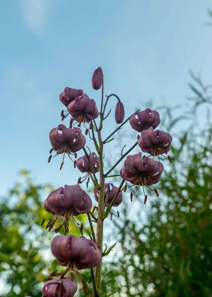 Delicato Fiore Giglio Selvatico Sfondo Sfocato Paesaggio Estivo — Foto Stock