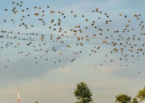 beautiful autumn landscape with many small migratory birds flying, migratory birds flying away, autumn