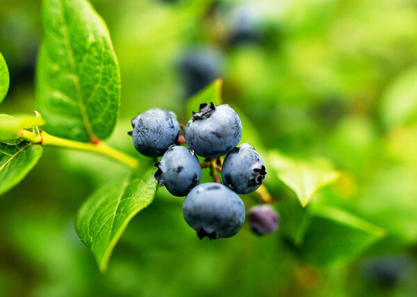 blueberry field, close-up view of juicy blueberry berries, harvest time, autumn time