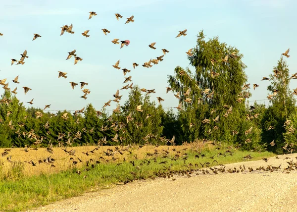 Piękny Jesienny Krajobraz Wieloma Małymi Ptakami Wędrownymi Latającymi Odlatujące Ptaki — Zdjęcie stockowe