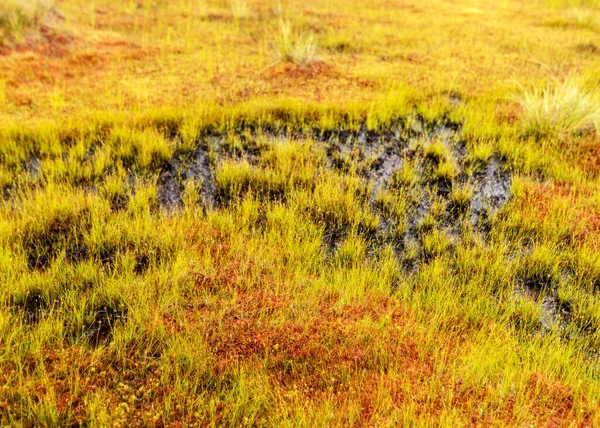 Tradycyjna Roślinność Bagienna Trawą Mchem Porostami Deszczu Mgliste Deszczowe Tło — Zdjęcie stockowe