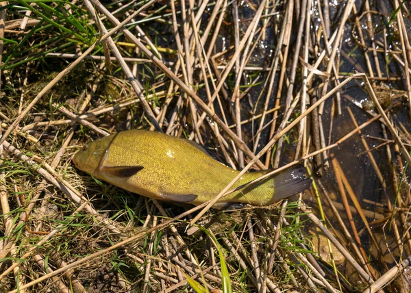 Photographie Avec Tanche Sur Gazon Lacustre Capture Pêcheurs Concept Capture — Photo