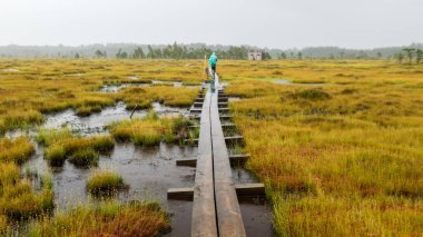 Islak ağaçlar, çimenler ve yağmur altında bataklık yosunlarıyla geleneksel bataklık manzarası, bataklık üzerinde yayaya dayanan tahta köprü, sisli ve yağmurlu arka plan, sonbahar