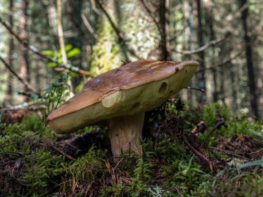 Ormanda kahverengi mantar, geleneksel orman geçmişi, sonbahar hasat zamanı, sonbahar.