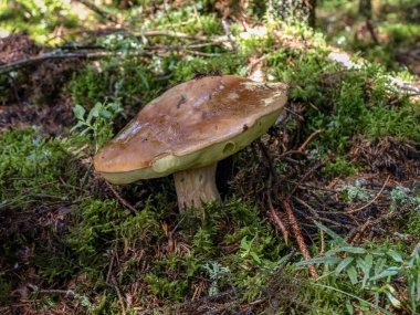 Ormanda kahverengi mantar, geleneksel orman geçmişi, sonbahar hasat zamanı, sonbahar.