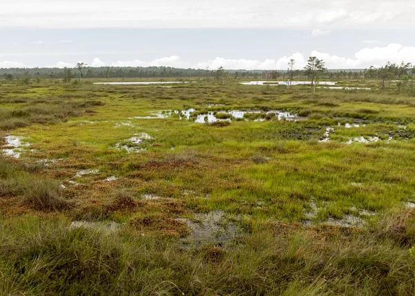 Göz kamaştırıcı bataklık manzaralı manzara. Güzel bulutlar. Bataklıktaki güzel doğa manzarası. Gölet, çam, yosun. Güneşli bir gün. Tipik bir Batı Estonya bataklığı. Nigula Doğa Koruma Alanı